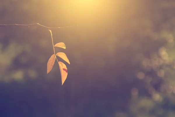 Vintage photo of autumn leaf in sunset — Stock Photo, Image