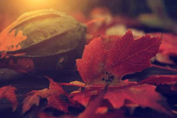 Vintage foto av höstens stilleben — Stockfoto