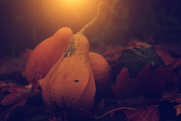 Archiwalne zdjęcie jesień życia — Zdjęcie stockowe