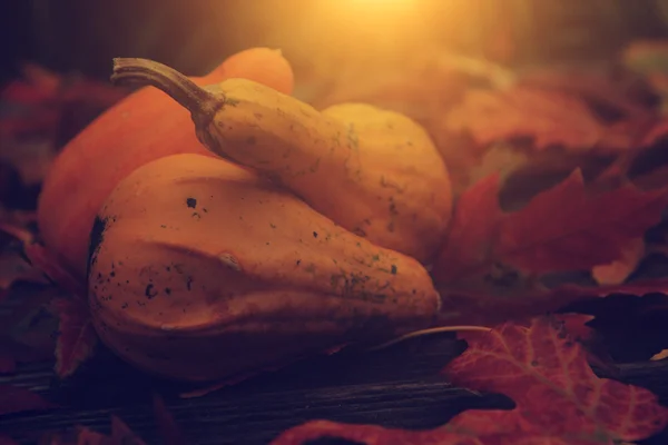 Винтажная фотография осеннего натюрморта — стоковое фото