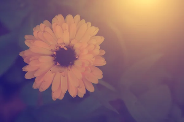Винтажное фото цветка — стоковое фото