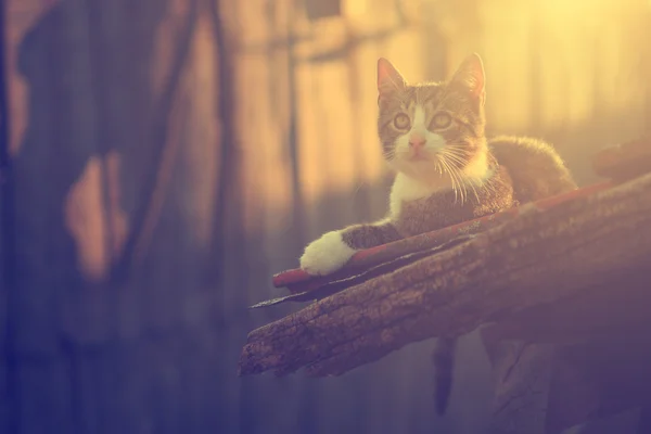 Foto vintage di piccolo gatto sul tetto — Foto Stock
