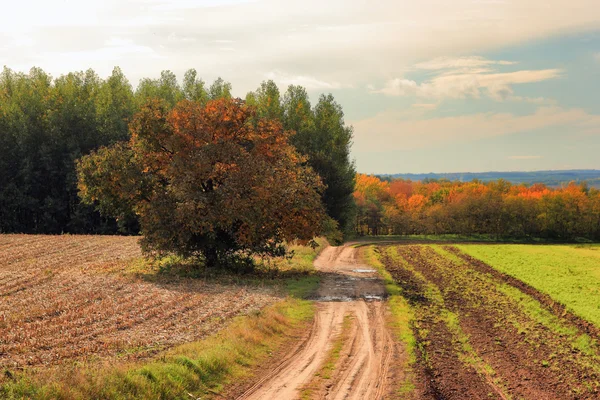 Weg tussen velden — Stockfoto