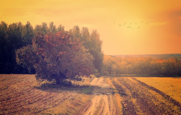 Road among fields — Stock Photo, Image