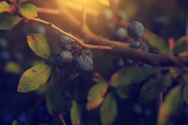 Vintage photo of blackthorn — Stock Photo, Image