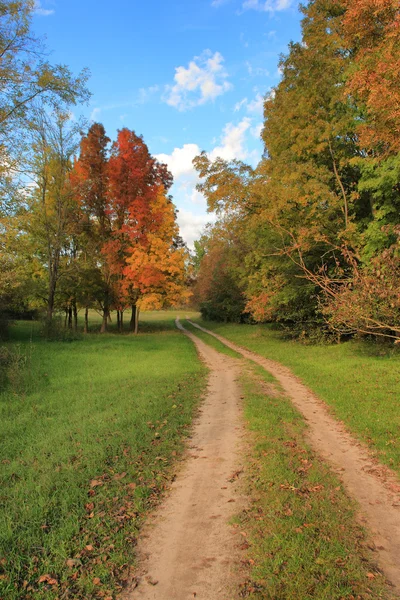 Sonbahar orman yolu — Stok fotoğraf