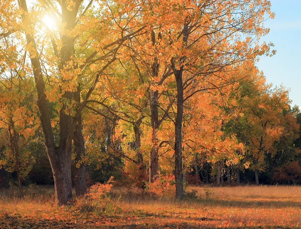 Höst skog — Stockfoto