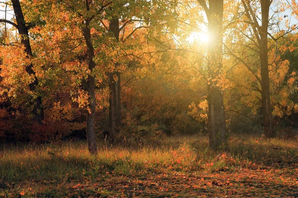 Herfstbos — Stockfoto