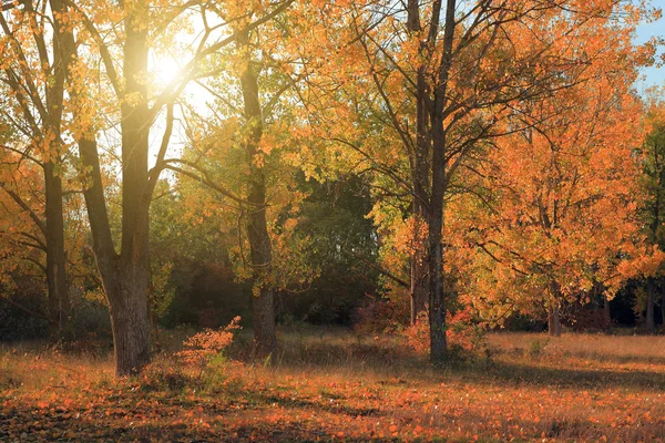 Höst skog — Stockfoto