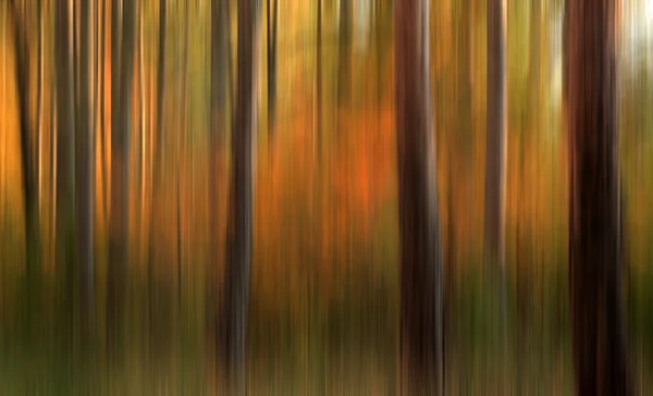 Abstract autumn forest background — Stock Photo, Image