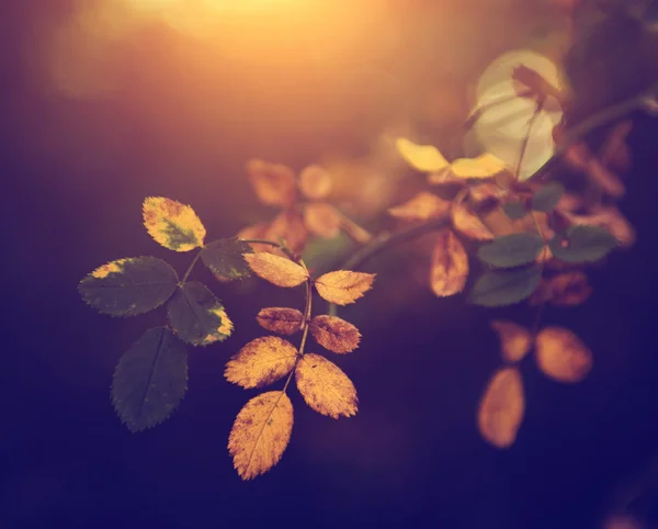 Vintage photo of autumn leaves — Stock Photo, Image