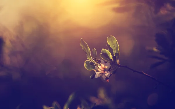 Foto vintage de la flor del árbol en la puesta del sol — Foto de Stock