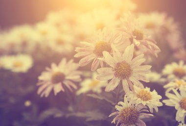Vintage Fotoğraf günbatımı daisy vahşi çiçekler