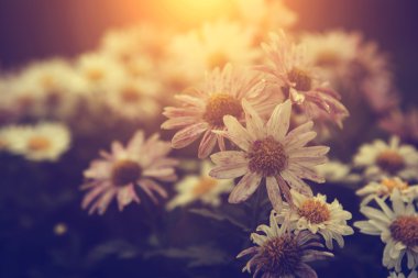 Vintage Fotoğraf günbatımı daisy vahşi çiçekler