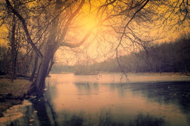 spooky karanlık ormanın Vintage Fotoğraf