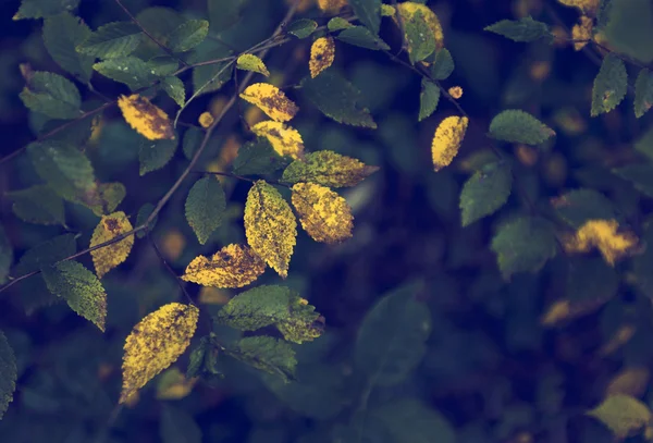 Vintage photo of autumn leaves — Stock Photo, Image