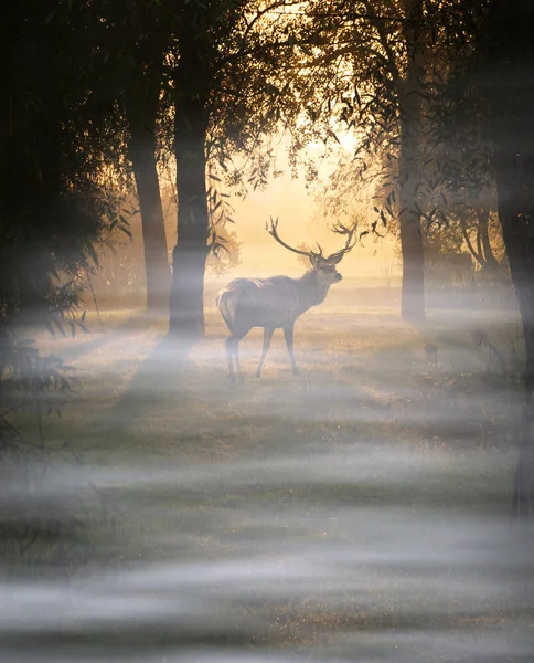 Hermoso ciervo en el bosque con luces increíbles en la mañana —  Fotos de Stock