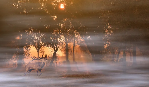 Herten in herfst bos bij zonsopgang — Stockfoto