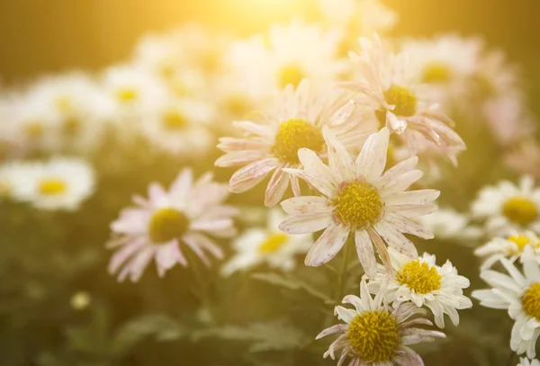 Foto vintage de flores silvestres de margarida ao pôr do sol — Fotografia de Stock