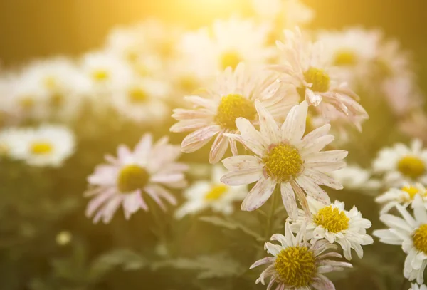 Vintage Fotoğraf günbatımı daisy vahşi çiçekler — Stok fotoğraf