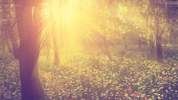 Vintage foto de campo de flores selvagens no por do sol — Fotografia de Stock