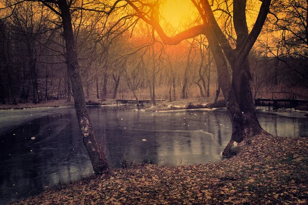 Vintage-Foto von gespenstischen dunklen Wald — Stockfoto