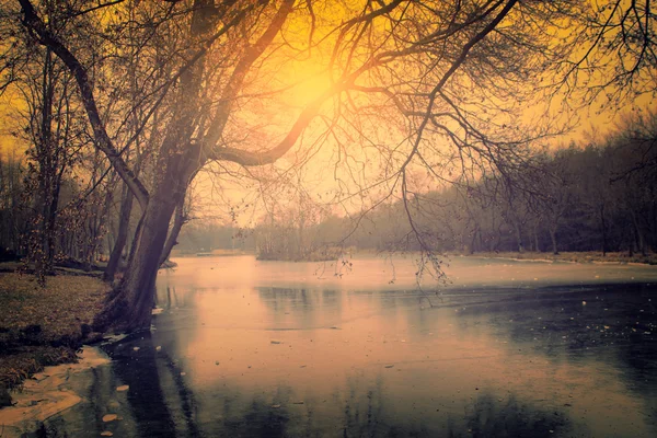 Photo vintage de la forêt sombre effrayante — Photo