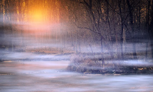 Foresta oscura spettrale nella nebbia — Foto Stock