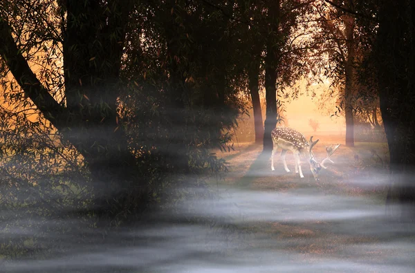 Herten in herfst bos bij zonsopgang — Stockfoto