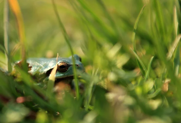 Grenouille dans l'herbe — Photo