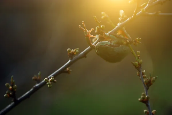 Tree frog in sunset — Stock Photo, Image