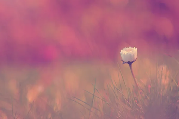 Vintage foto van pastel wereld van wild bloem — Stockfoto