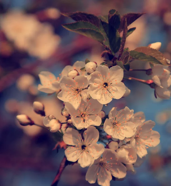 Foto vintage de flor de árvore de maçã — Fotografia de Stock