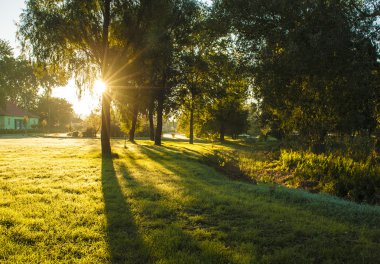 sonbahar ormandaki sabah ışıkları