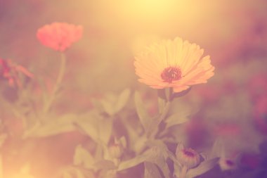 çiçek Vintage Fotoğraf