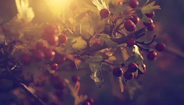 Günbatımı içinde kırmızı meyveler — Stok fotoğraf