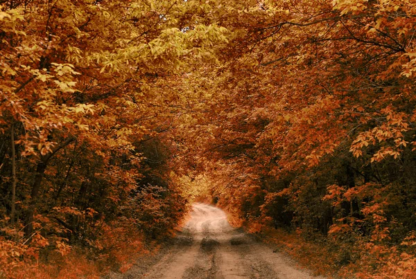 Photo vintage de la route forestière — Photo
