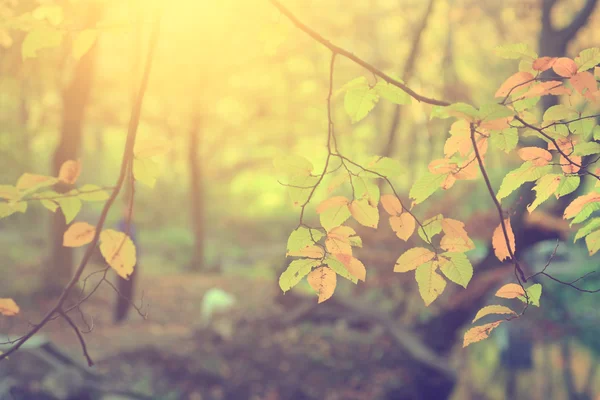秋の紅葉のビンテージ写真 — ストック写真