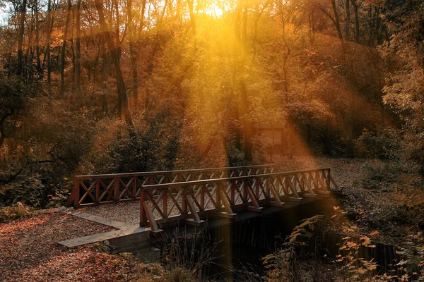 Мост через реку в осеннем лесу — стоковое фото
