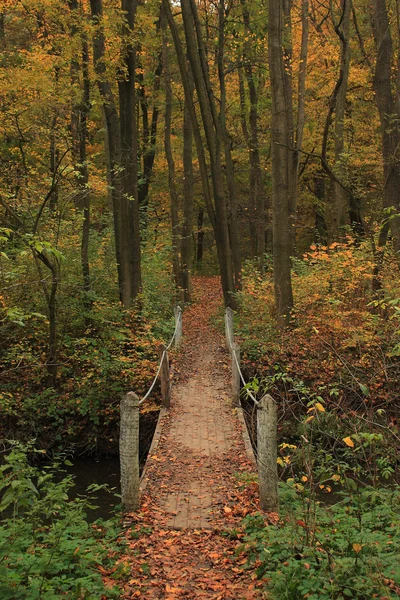 Bridge in autumn forest — Stock Photo, Image