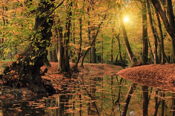 Rio na floresta de outono — Fotografia de Stock