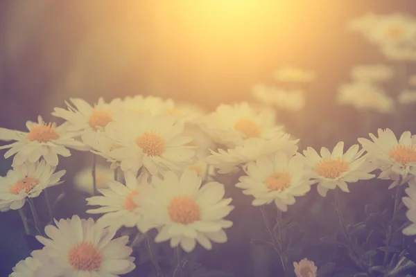 Винтажное фото белых диких цветов — стоковое фото