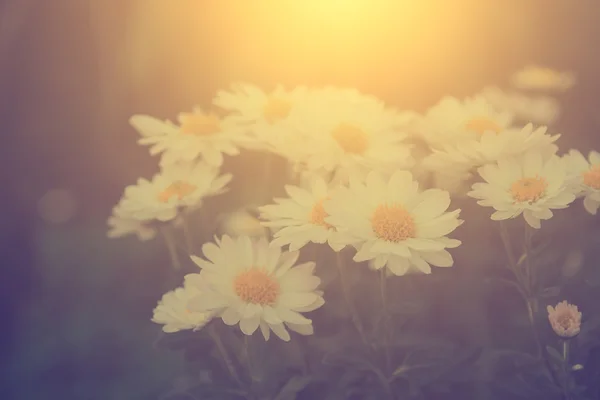 Foto vintage de flores selvagens brancas — Fotografia de Stock