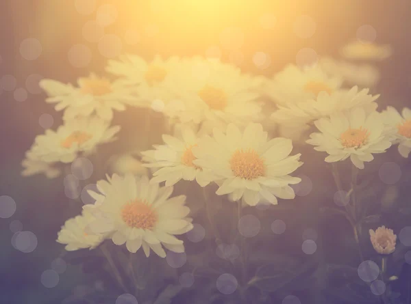 Vintage-Foto von weißen Wildblumen — Stockfoto