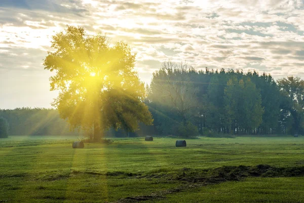 Tree silhouette with flying birds — Stock Photo, Image