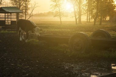 günbatımı inek sürüsü ile tarım arazisi