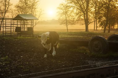 günbatımı inek sürüsü ile tarım arazisi
