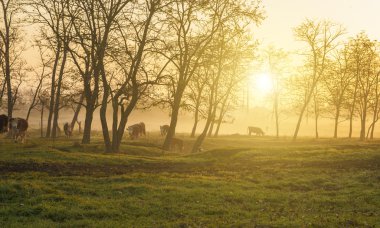 günbatımı inek sürüsü ile tarım arazisi