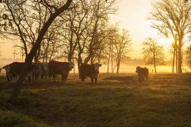 günbatımı inek sürüsü ile tarım arazisi