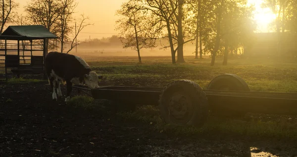 Terreno agricolo al tramonto con mandria di mucche — Foto Stock